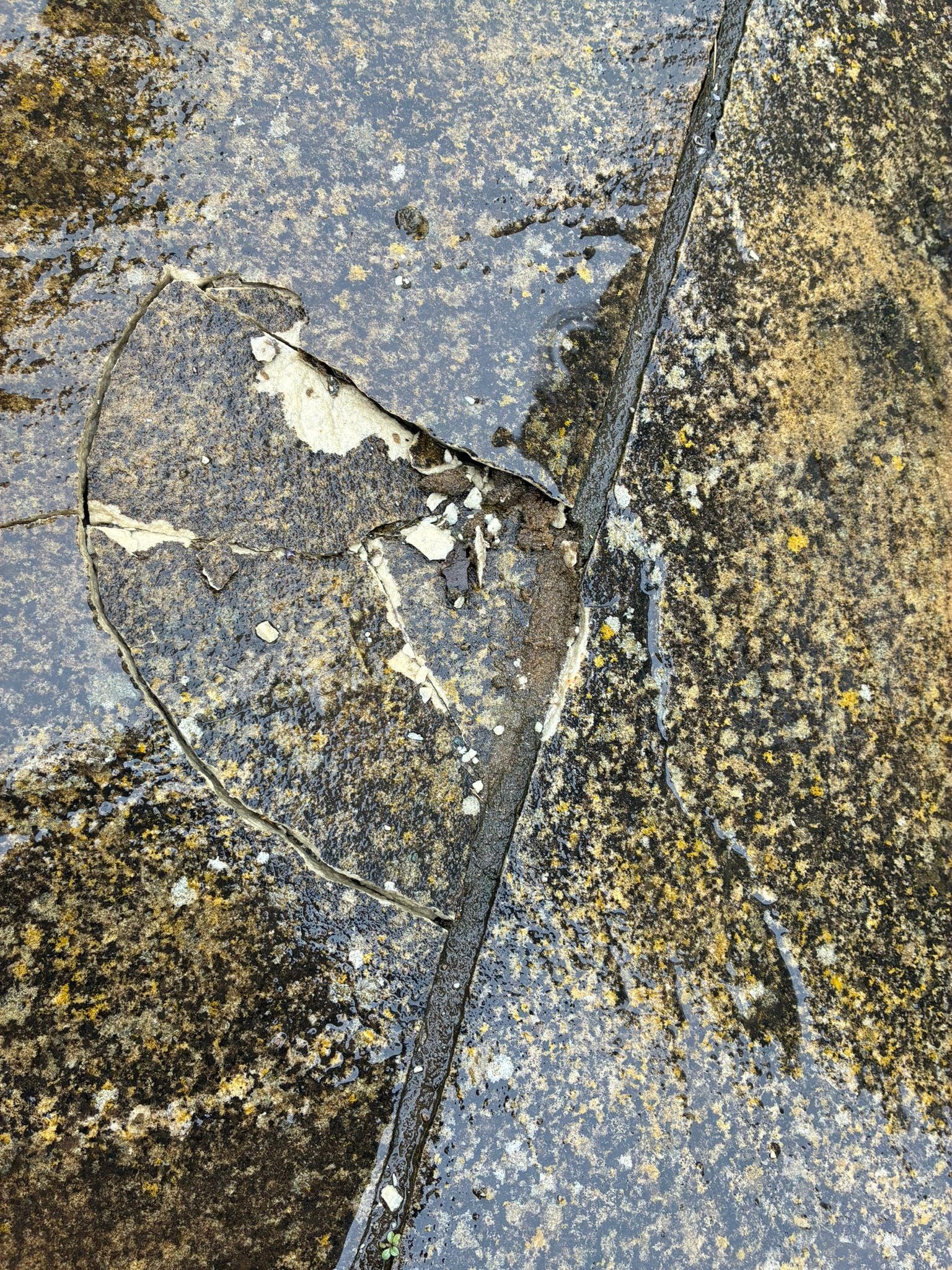 Patio surface before repair — lichen and moss growth